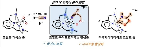 암세포만 골라 죽이는 항암전구체…만드는 법 발견