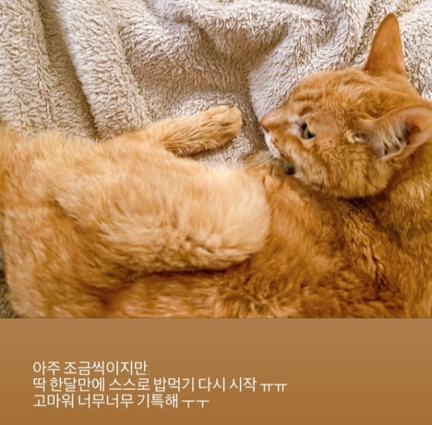 Bae Da-hae, a wonderful cat owner during chemotherapy