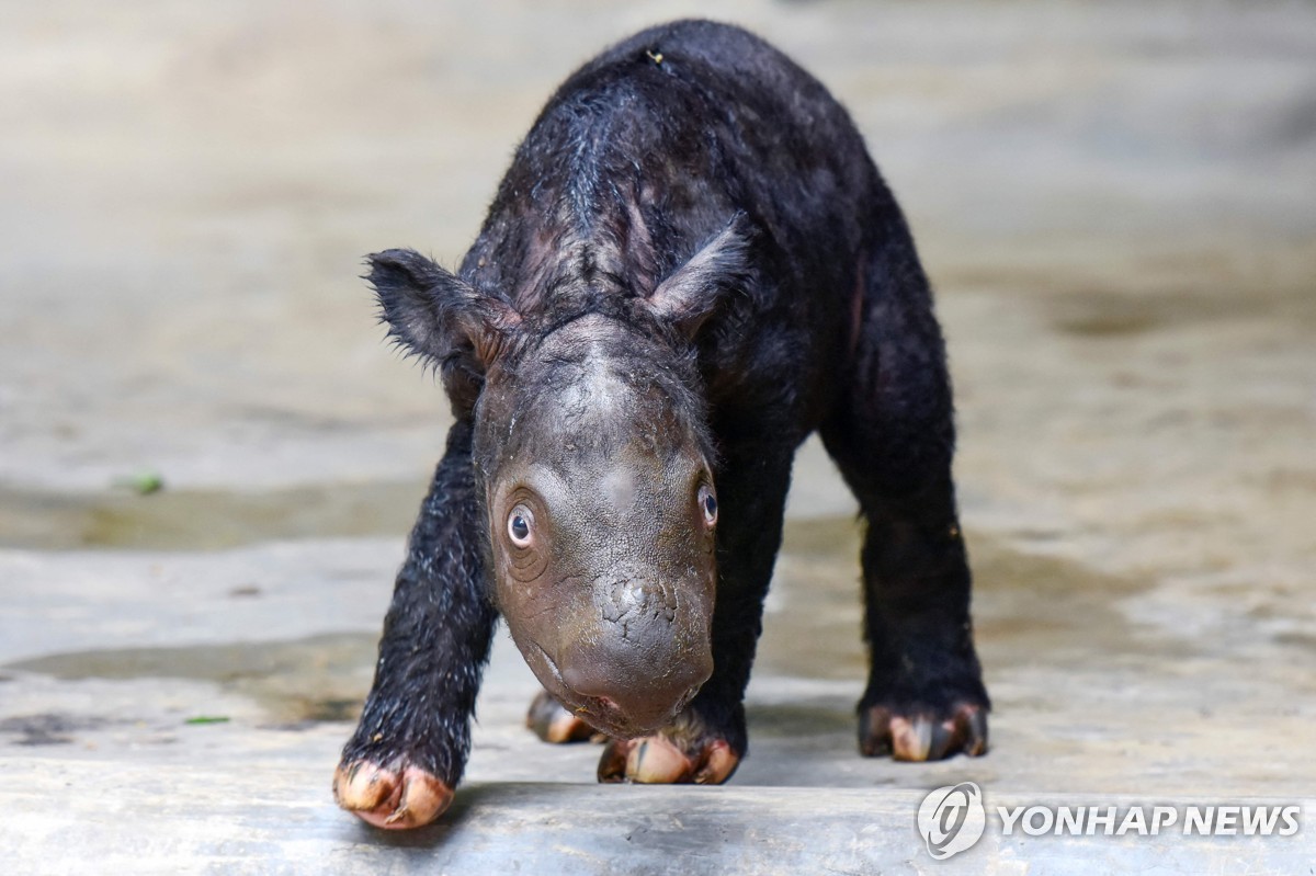 코끼리부터 코뿔소까지…인니서 멸종위기종 새끼 잇따라 태어나