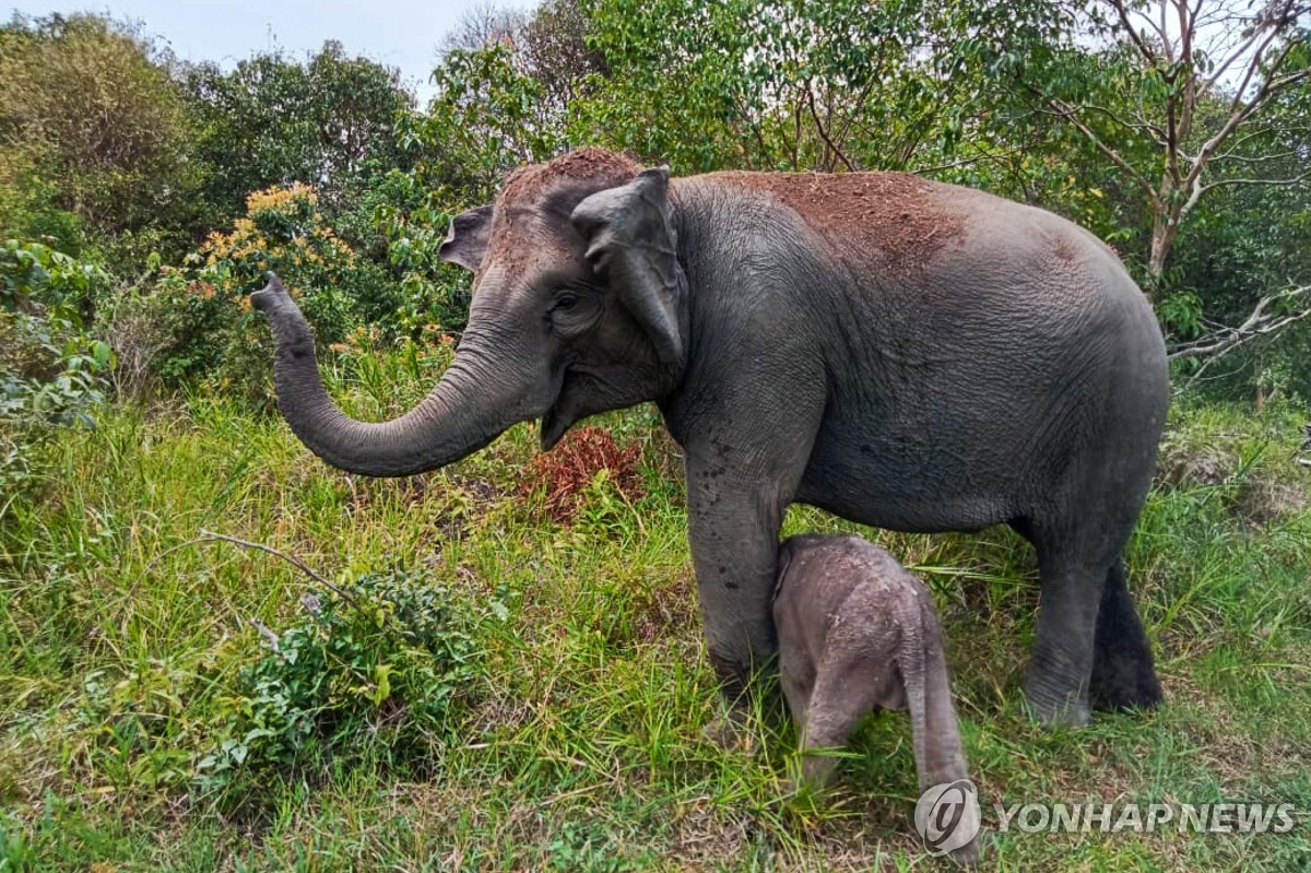 코끼리부터 코뿔소까지…인니서 멸종위기종 새끼 잇따라 태어나