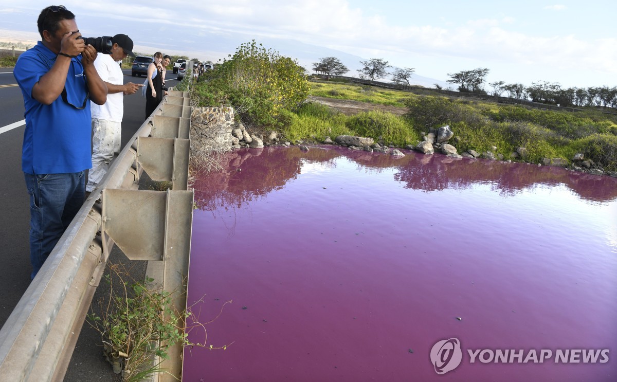 산불 났던 하와이 야생 연못 진분홍색으로…"가뭄 영향" 추정