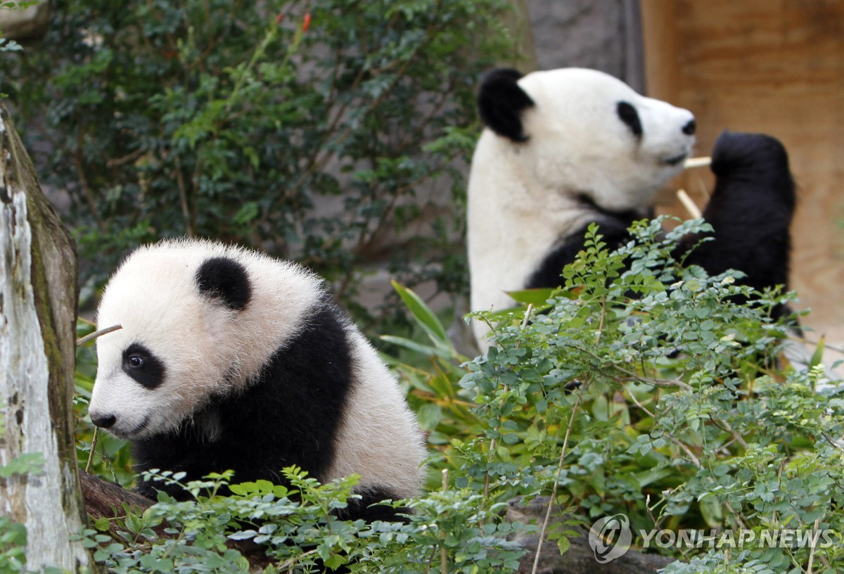 "판다야 돌아와"…시진핑이 켠 '청신호'에 설레는 美동물원들