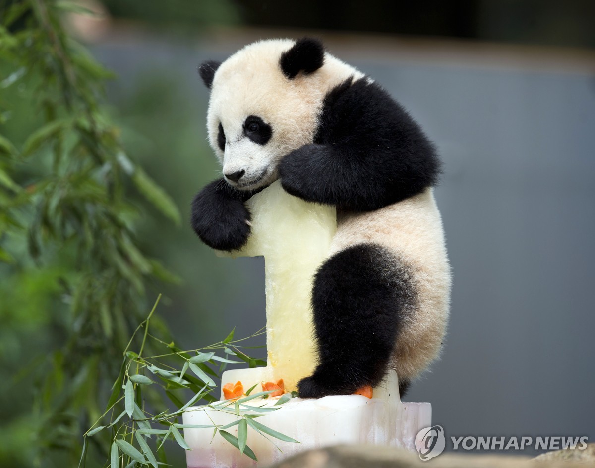 "판다야 돌아와"…시진핑이 켠 '청신호'에 설레는 美동물원들