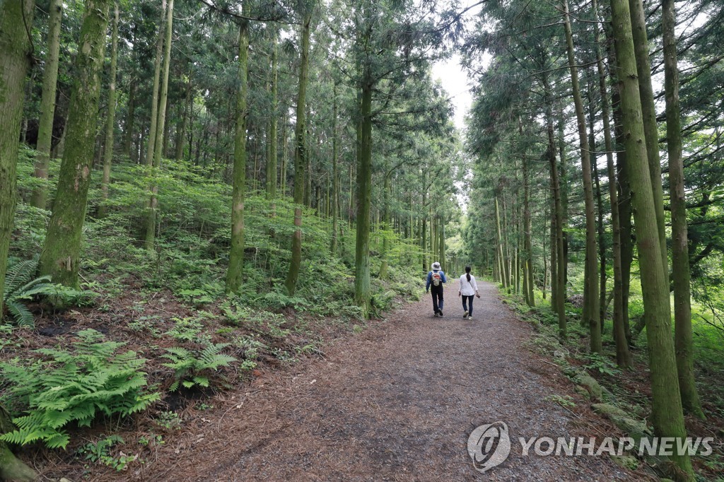 '단풍에 벅차오른다' 제주 삼다수숲길서 3∼5일 지질 트레일