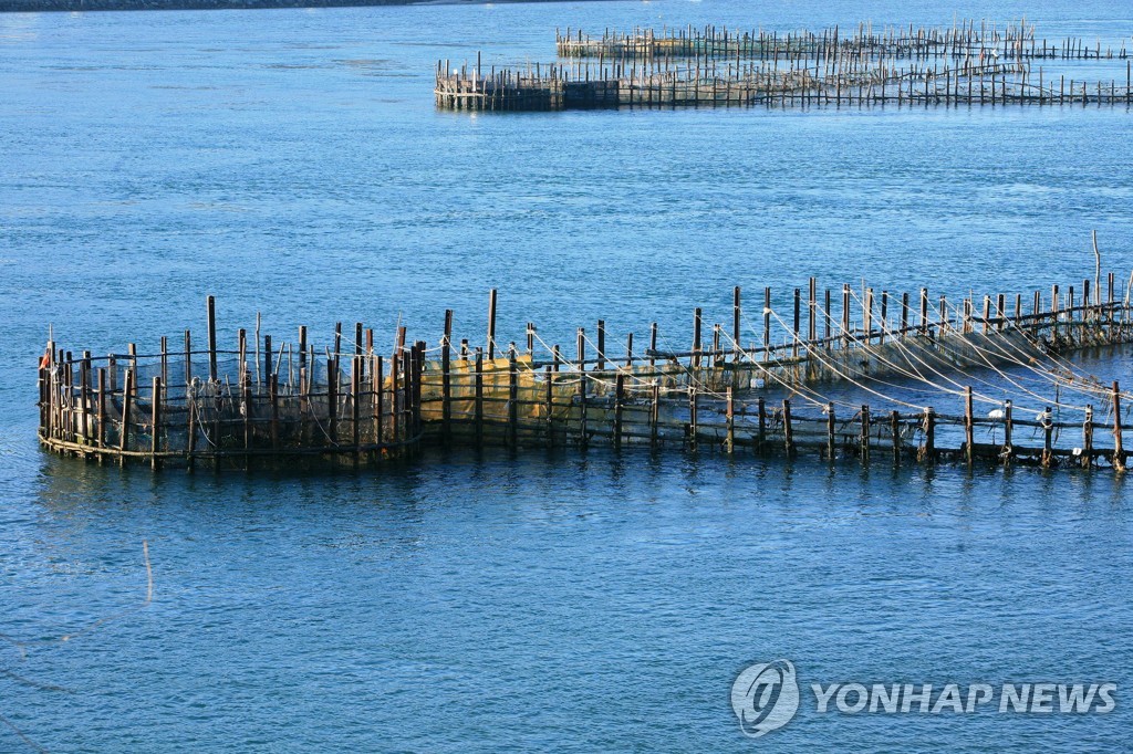 남해안 멸치 실종에 죽방렴마저 위태…"해양 환경 변화 심각"