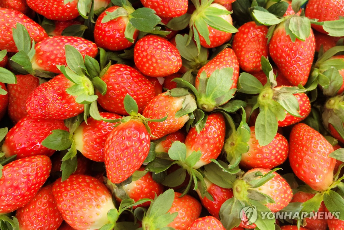 양구 딸기 본격 출하…25t 생산·2억6천만원 소득 예상