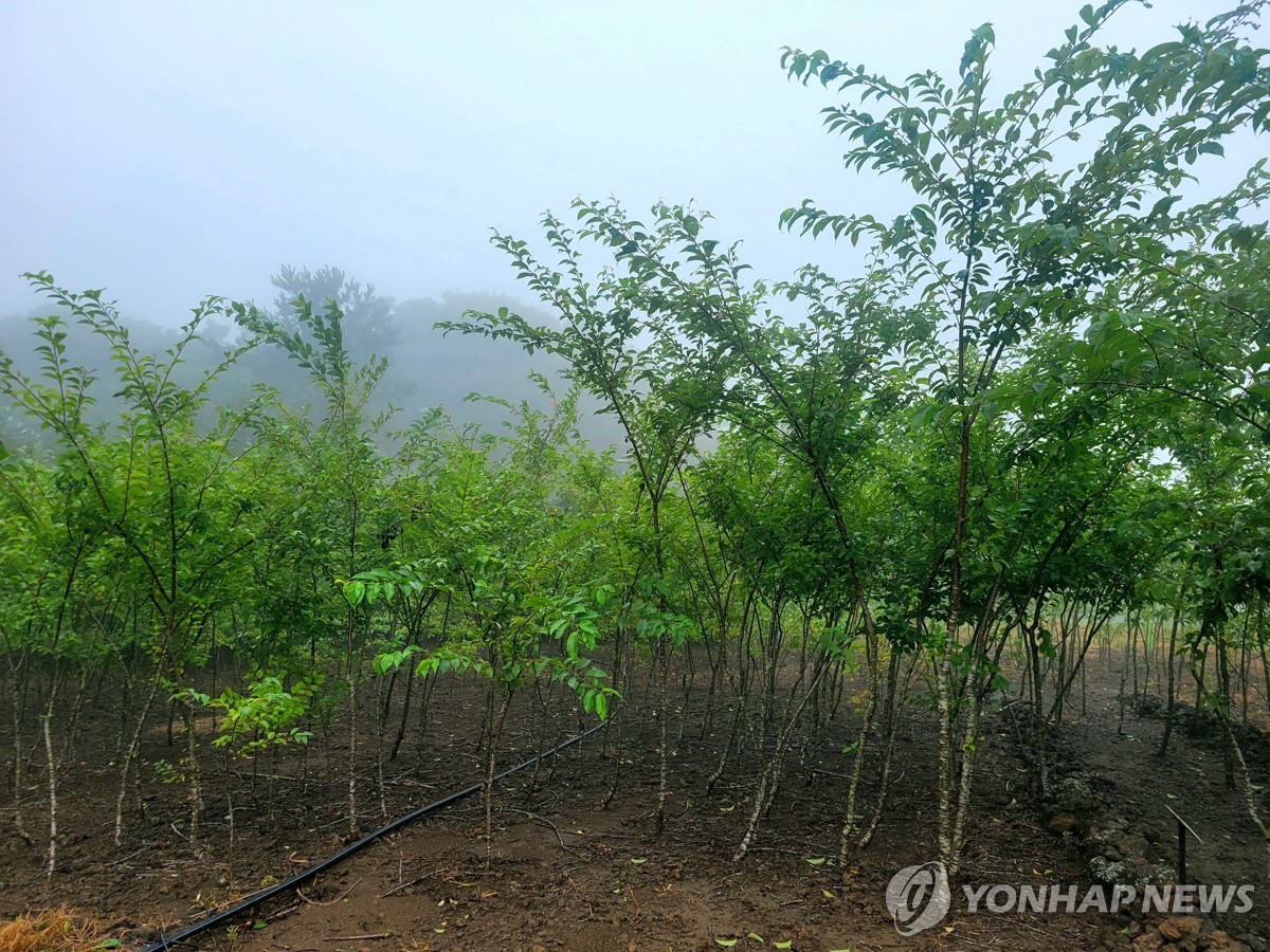 천연기념물 제주 자생 왕벚나무 서울식물원에서 본다