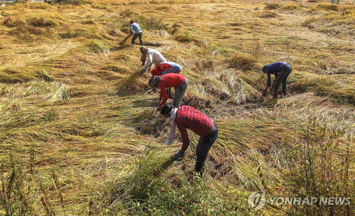 인도, 8억 국민에 '곡물무료 정책' 5년 연장…세계곡물시장 악재