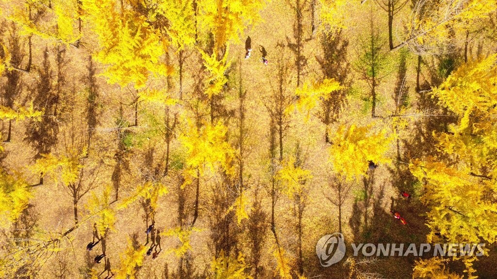 강원 10월 관광객 1천400만여명…산림엑스포·단풍철 시너지효과