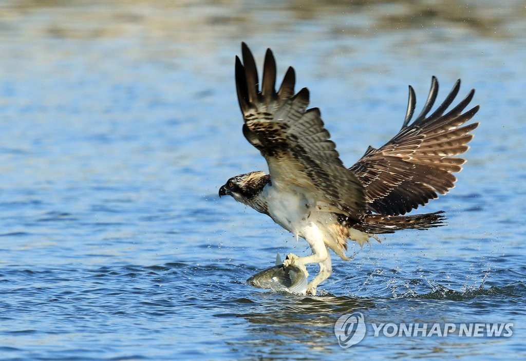 [유형재의 새록새록] '감감무소식' 물수리는 다 어디로 갔나