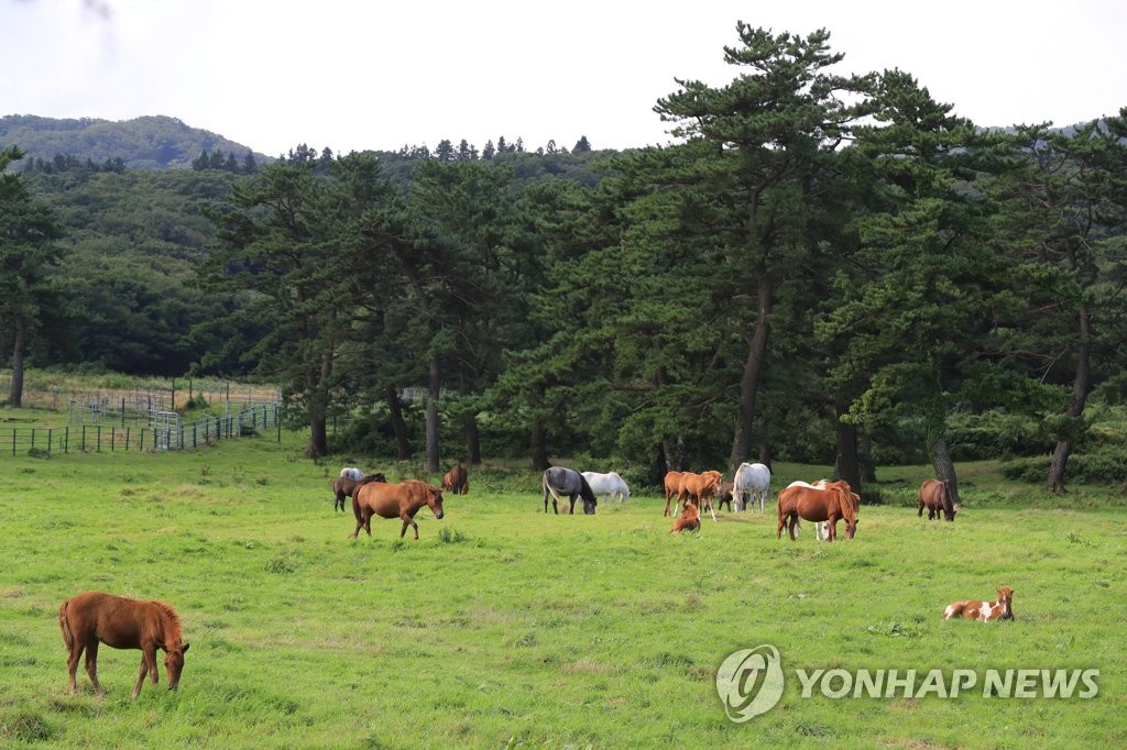 '제주마도 겨울 채비' 초원 방목지서 축산진흥원으로 이사