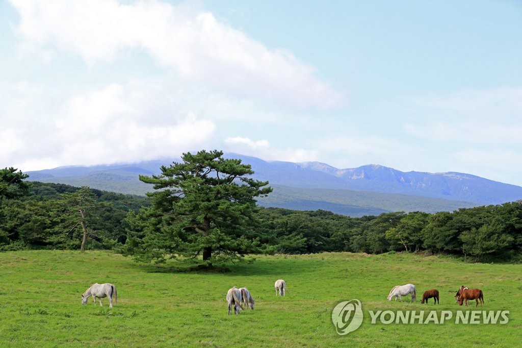 '제주마도 겨울 채비' 초원 방목지서 축산진흥원으로 이사