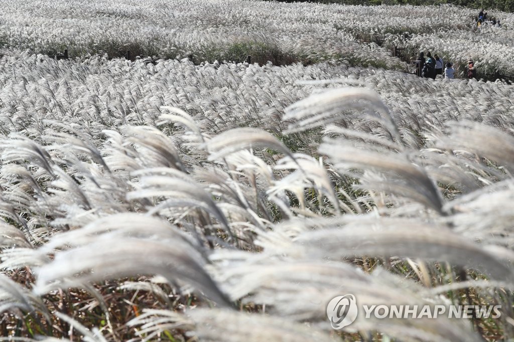 [줌in제주] 가을 제주섬은 온통 은빛 물결…"갈대 아니고 억새"