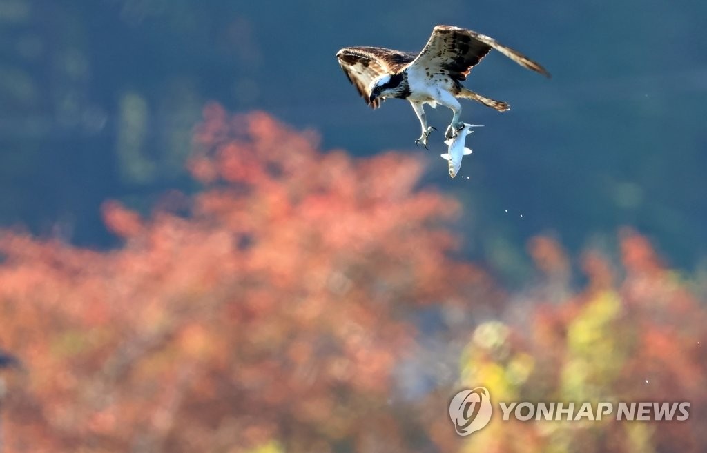 [유형재의 새록새록] '감감무소식' 물수리는 다 어디로 갔나