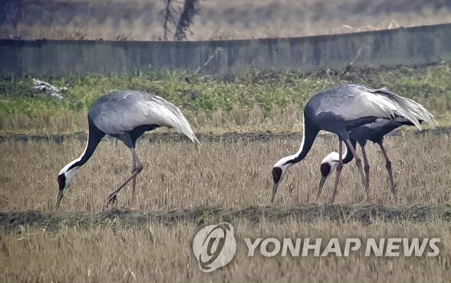 철새 먹이 안키운 농가와 재계약한 익산시…원칙없는 생태지불제