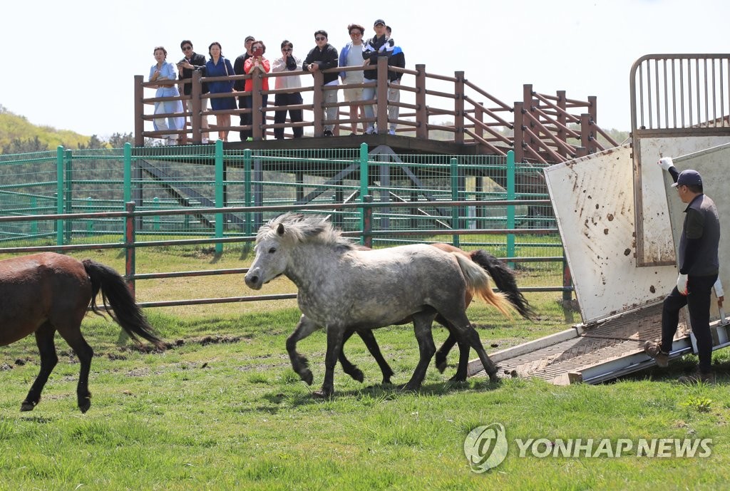 '제주마도 겨울 채비' 초원 방목지서 축산진흥원으로 이사