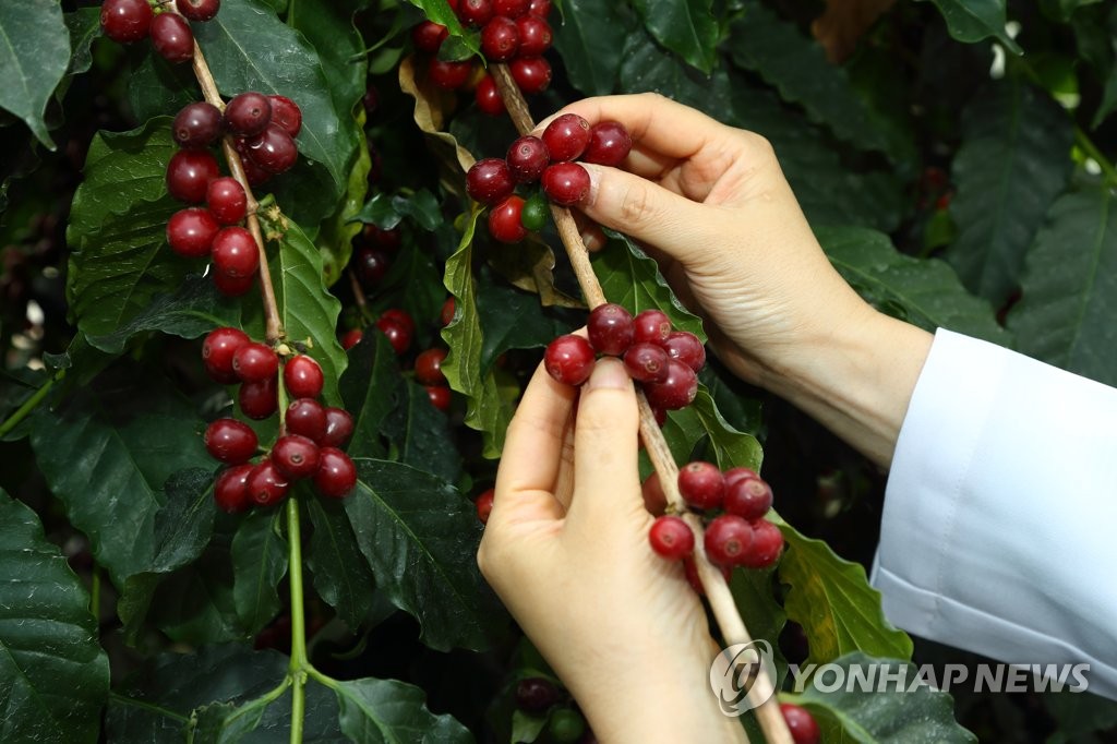 中 두리안 사랑에 베트남 농장서 커피나무 퇴출