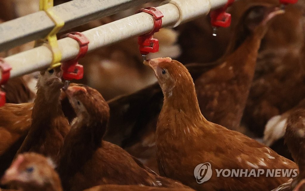 홍성 양계장서 불…닭 1만6천마리 폐사