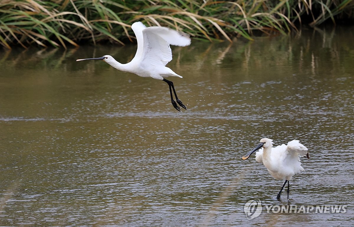 전국에 겨울철새 98만마리…지난달보다 38만마리 늘어