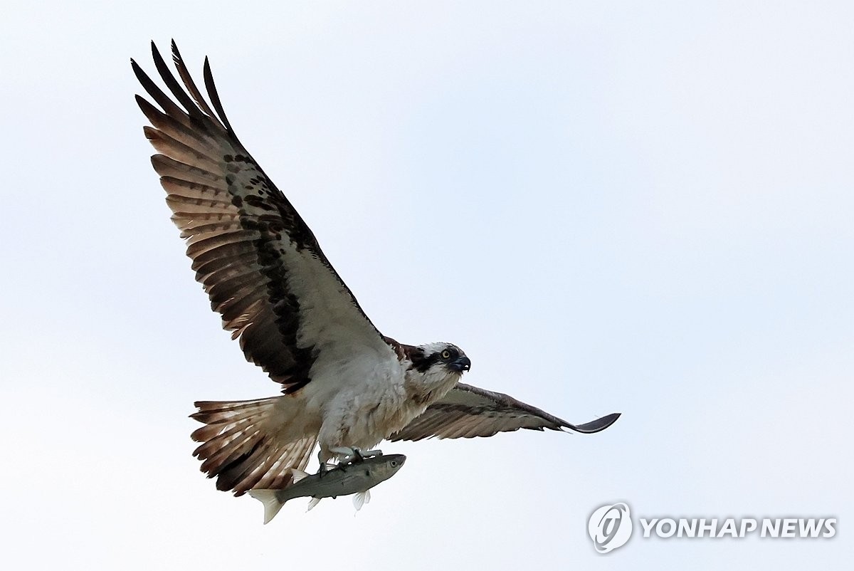 [유형재의 새록새록] '감감무소식' 물수리는 다 어디로 갔나