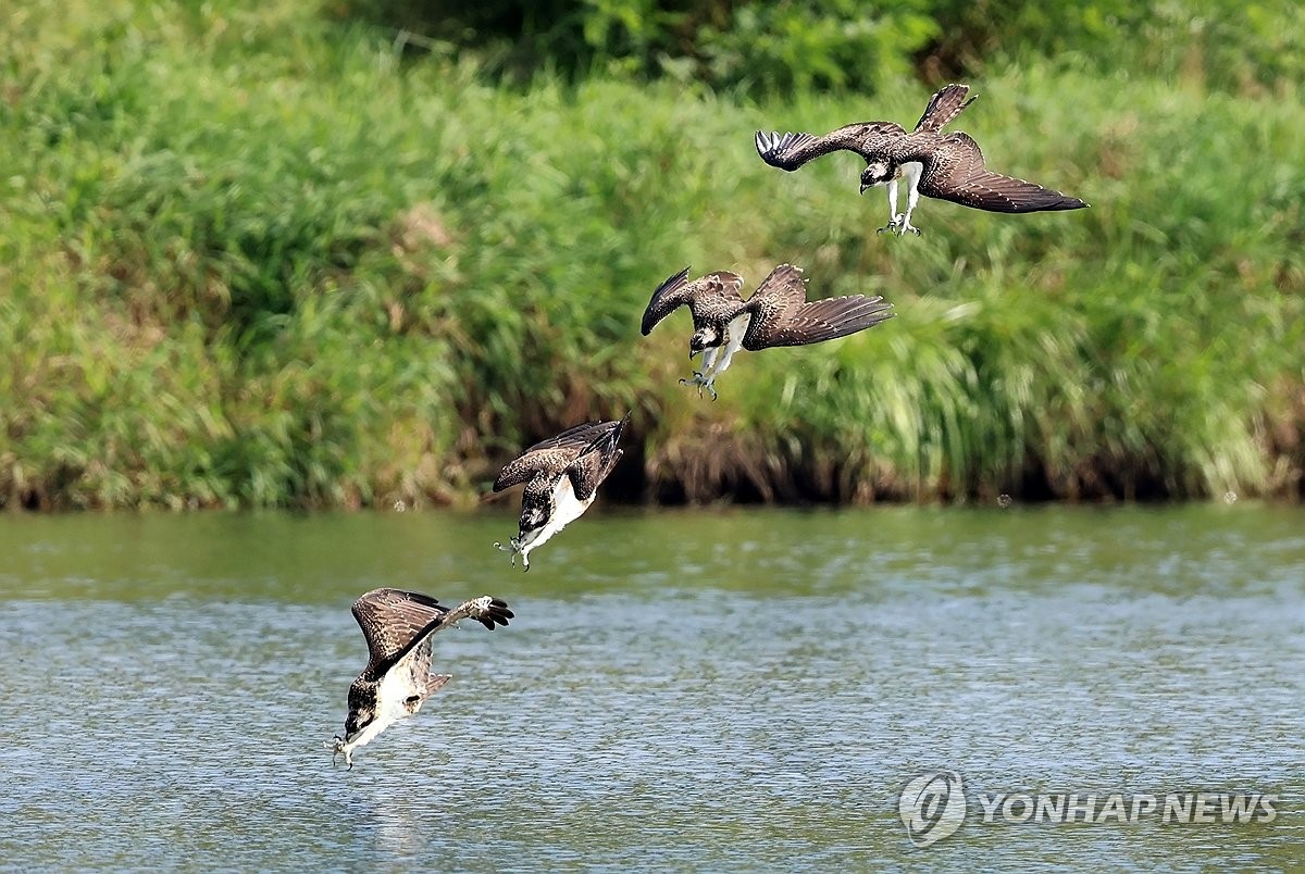 [유형재의 새록새록] '감감무소식' 물수리는 다 어디로 갔나