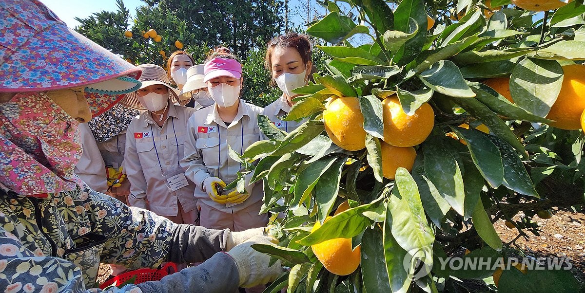 "감귤 따기 쉽고 재밌고, 할 수 있다는 자신감 생겼어요"