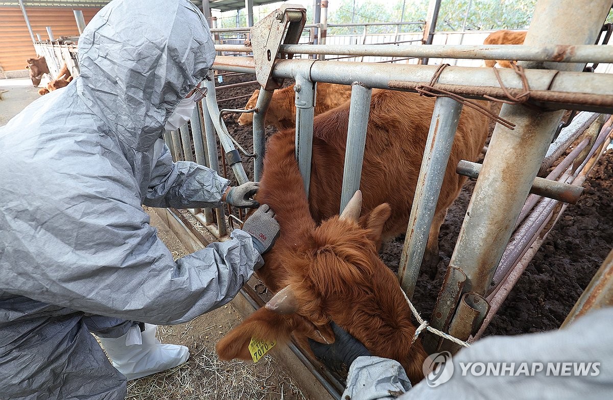 인제군, 럼피스킨병 유입 차단 총력…백신 접종률 85%