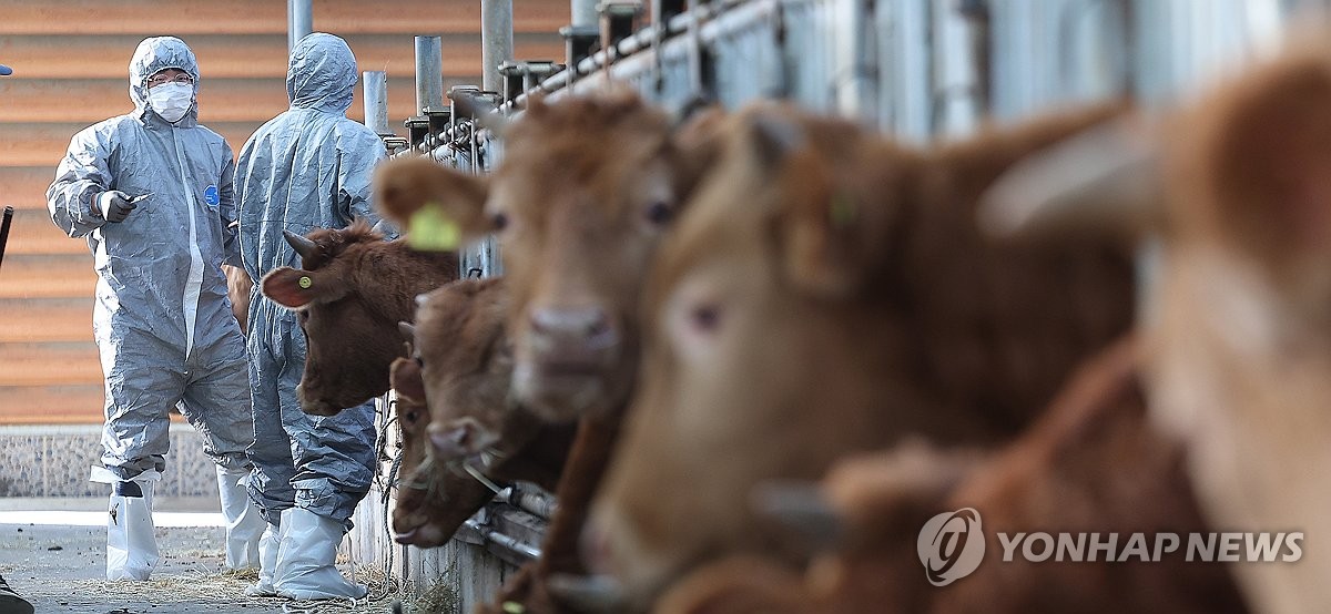 소 럼피스킨 확진 83건으로 늘어…백신 접종률 95%(종합)