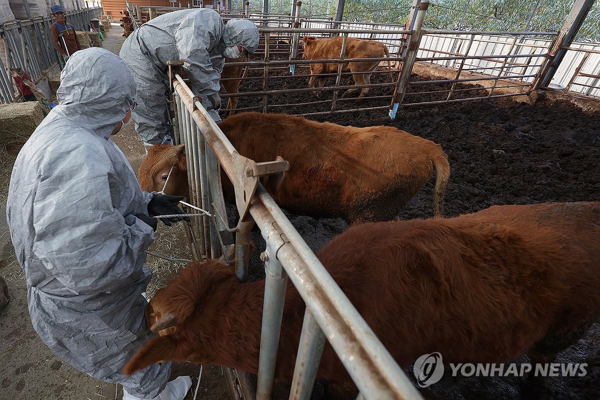 경남까지 온 럼피스킨병…부산도 방역 비상