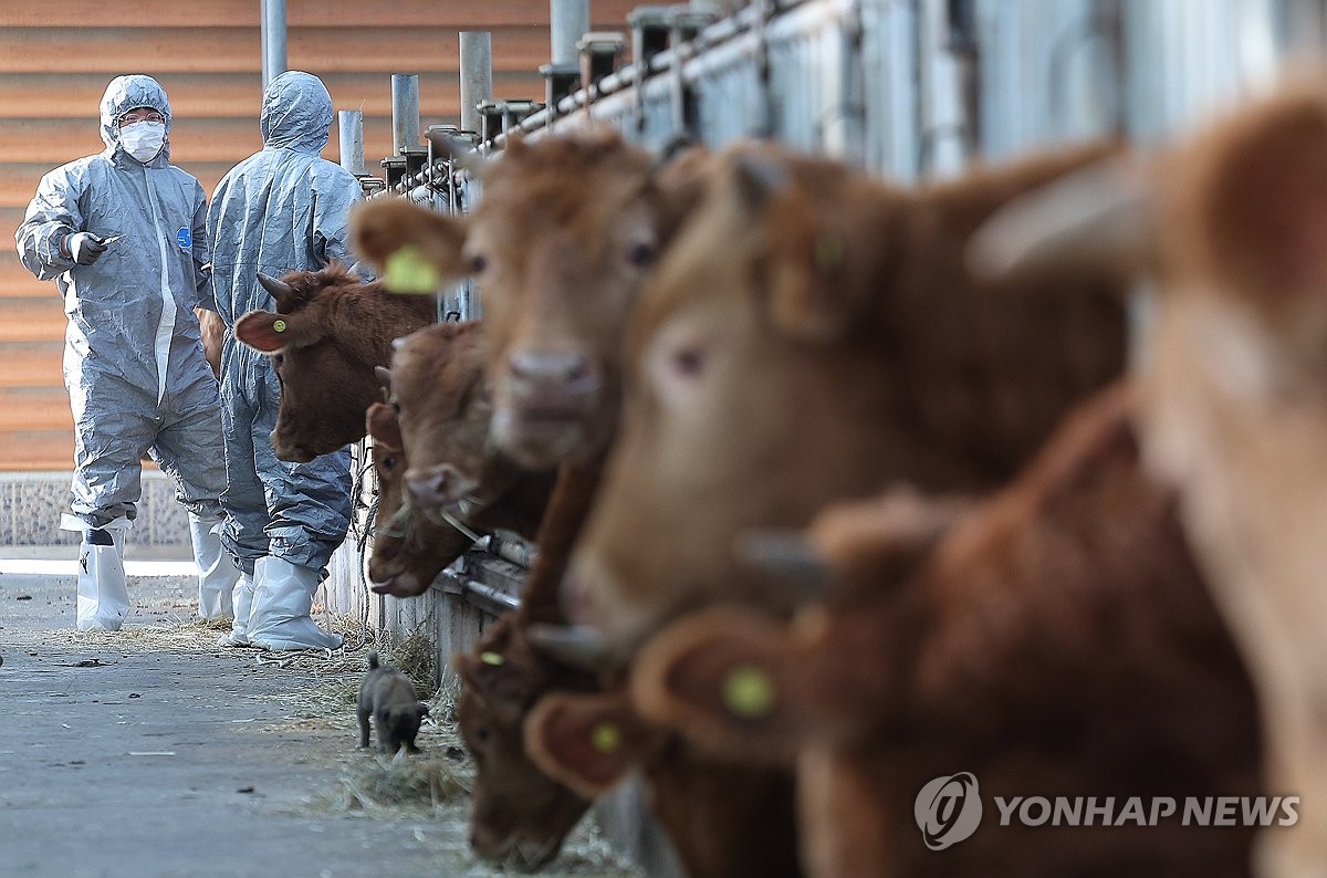 전북 럼피스킨병 백신 접종률 100%…확진 3·검사 중 1건