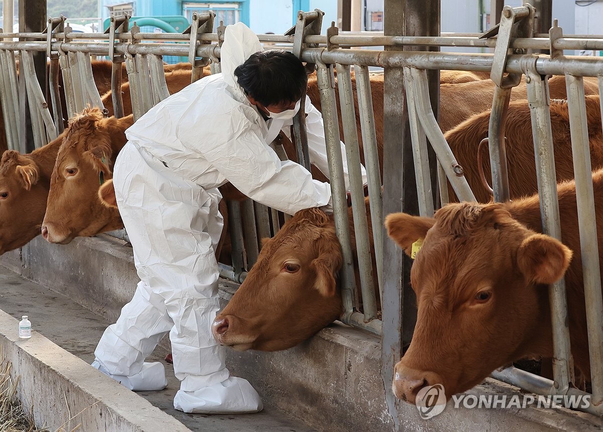 울산시, 럼피스킨 백신 접종 완료…3만9천497마리 대상