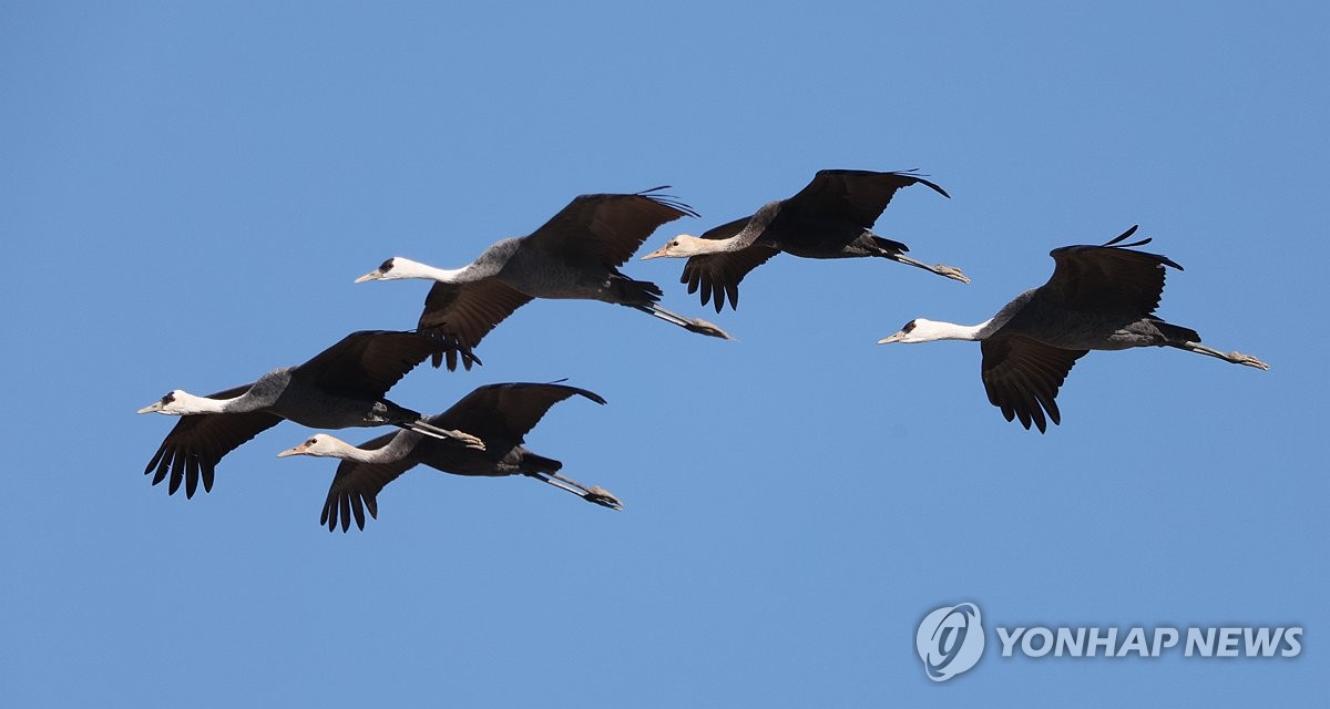 [사진톡톡] 창원 주남저수지, 겨울 철새 월동 중