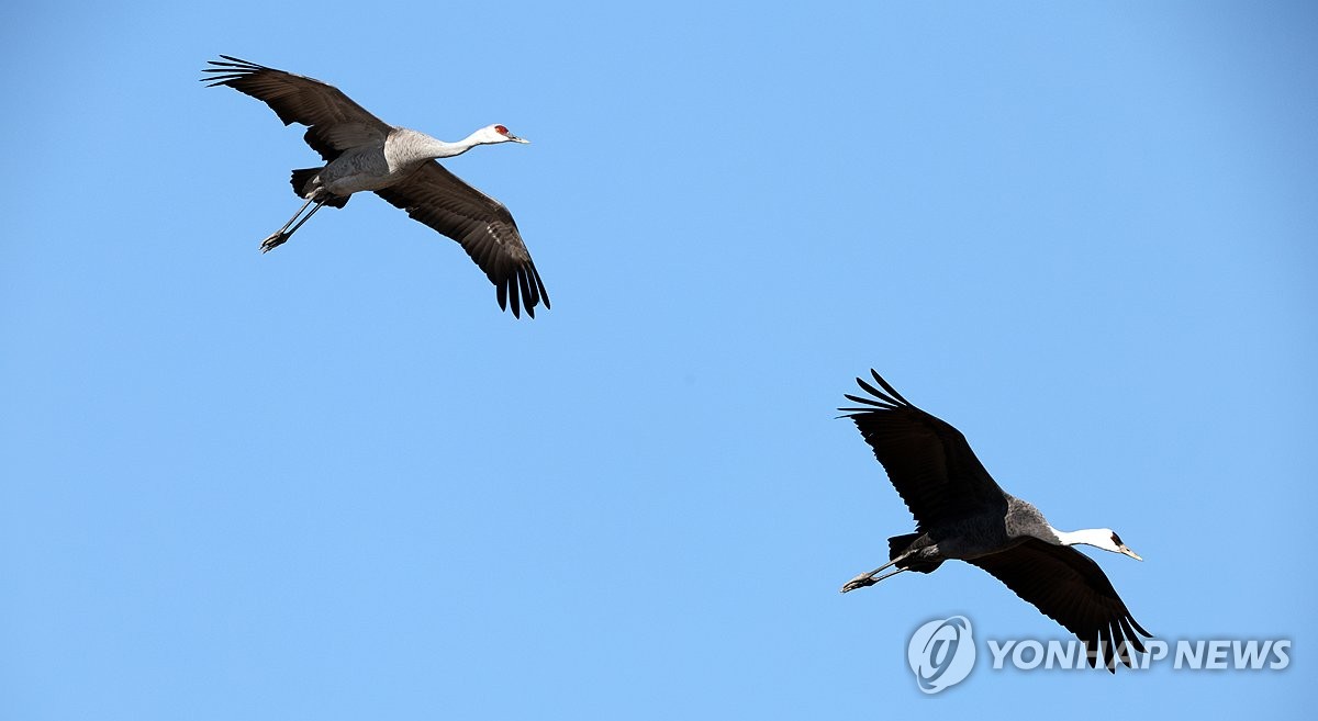 [사진톡톡] 창원 주남저수지, 겨울 철새 월동 중