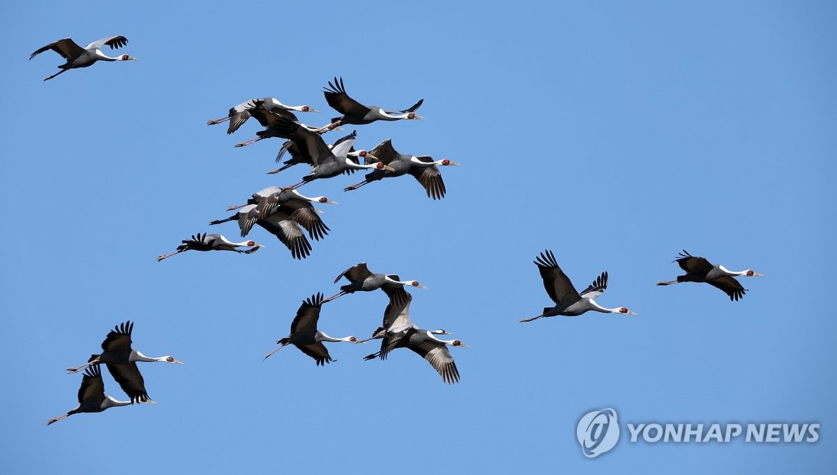 [사진톡톡] 창원 주남저수지, 겨울 철새 월동 중