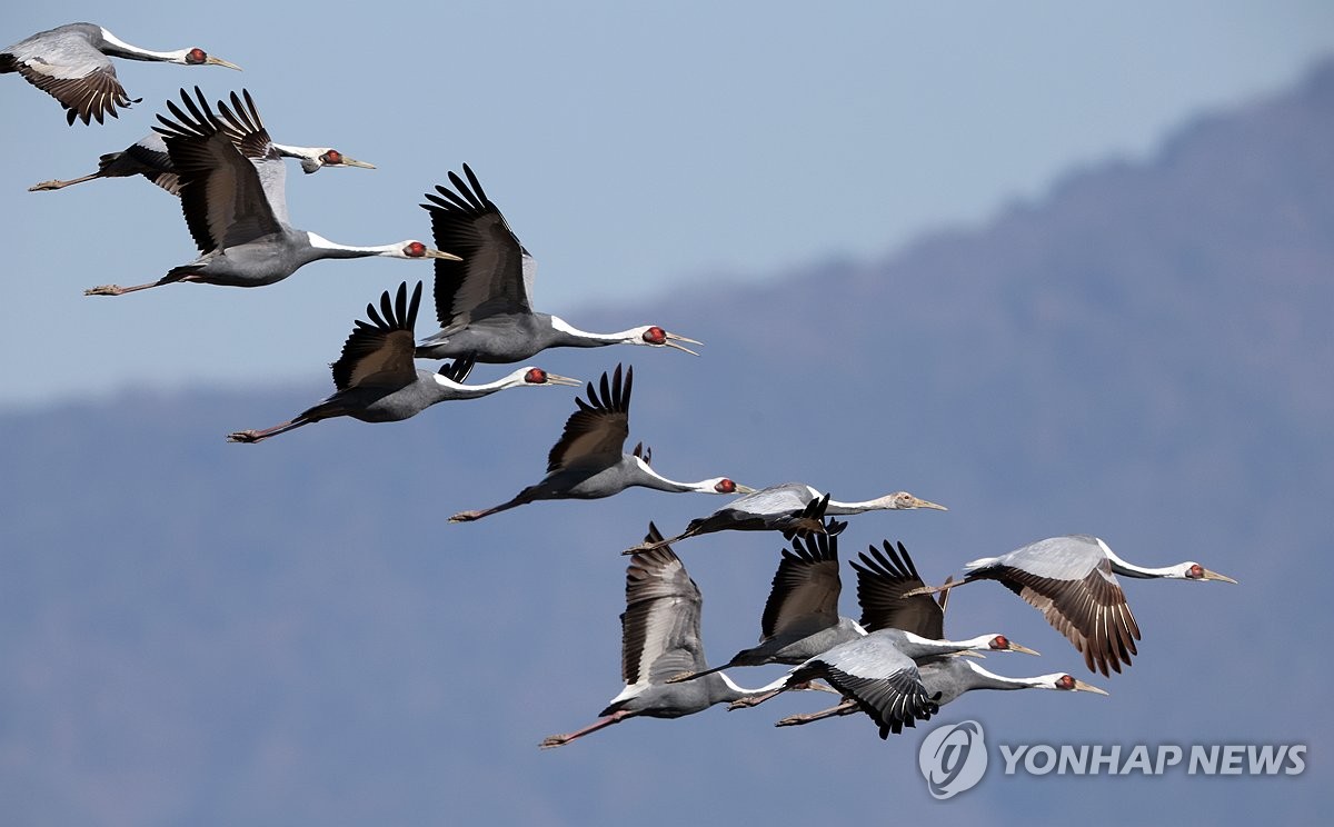 [사진톡톡] 창원 주남저수지, 겨울 철새 월동 중