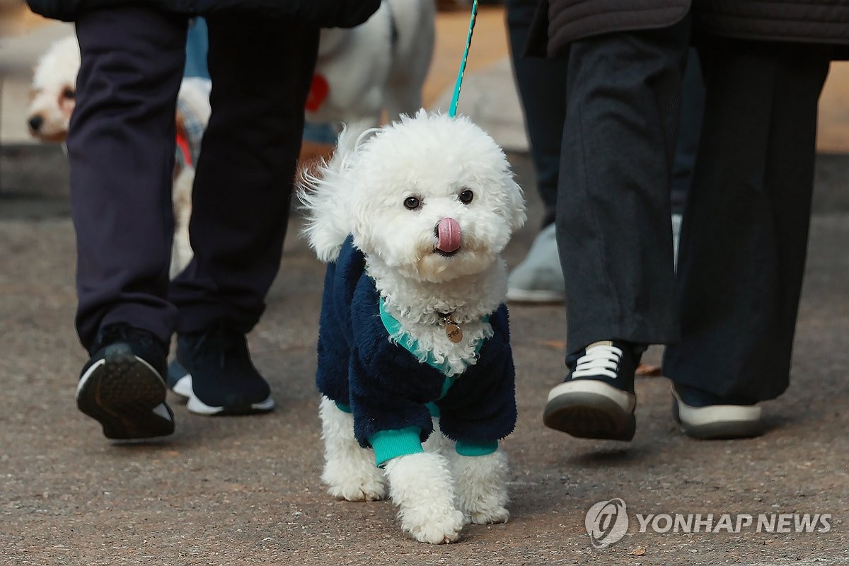 '우리집 개·고양이 빈대 물리면 어쩌나'…산책 줄이고 신발까지