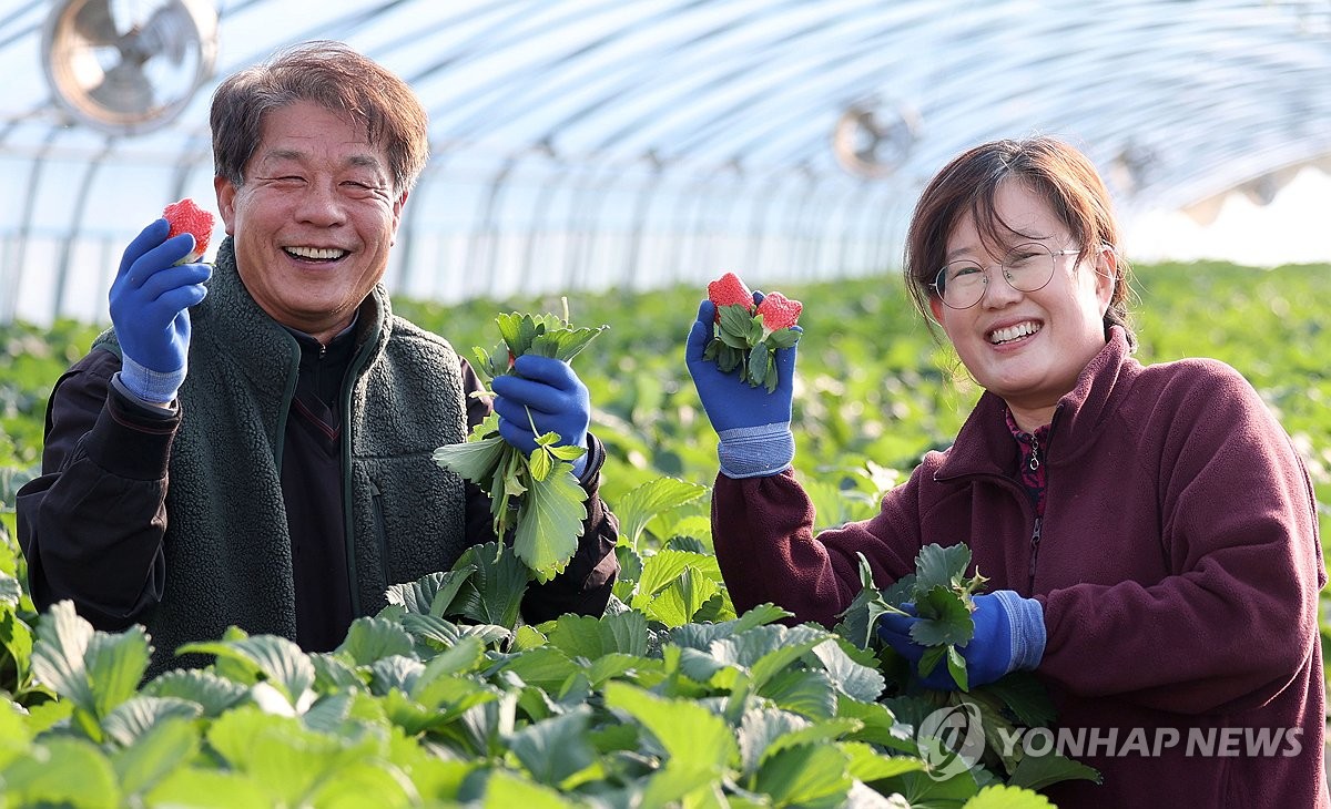 [사진톡톡] '딸기 계절' 시배지 밀양은 수확 한창