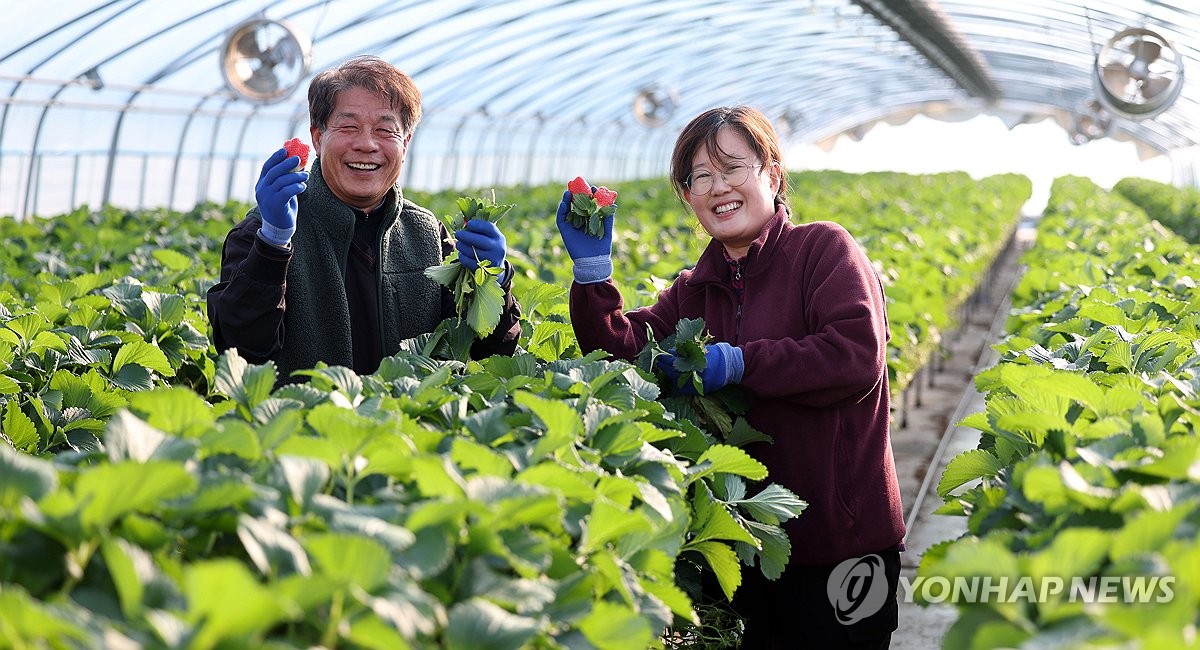 [사진톡톡] '딸기 계절' 시배지 밀양은 수확 한창