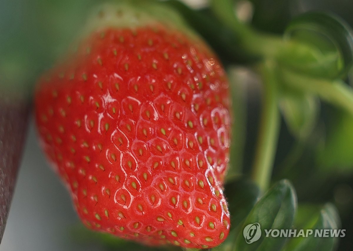 [사진톡톡] '딸기 계절' 시배지 밀양은 수확 한창