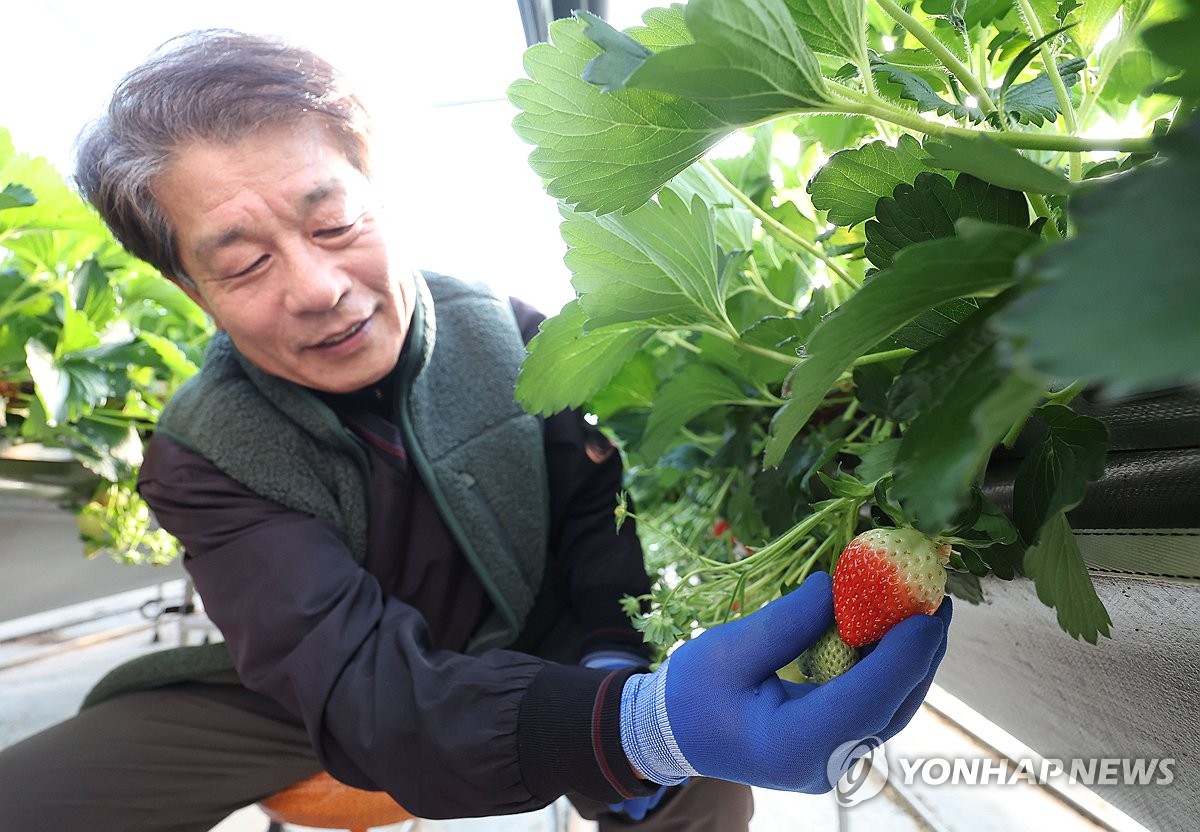 [사진톡톡] '딸기 계절' 시배지 밀양은 수확 한창