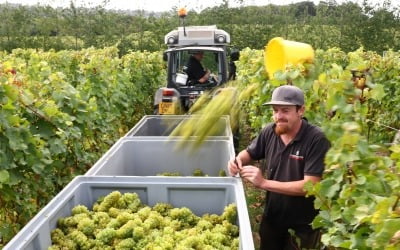 포도밭도 기후변화에 몸살…세계 와인 생산량 62년 만에 최저