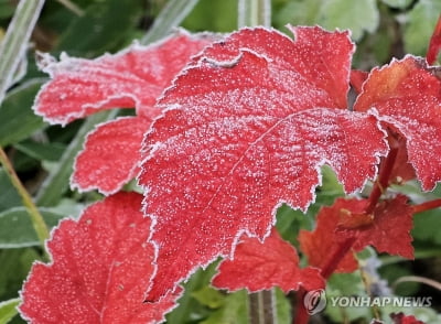 강원 내륙·산지 곳곳 서리…낮 기온 6~11도