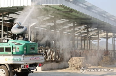 럼피스킨 '선별적 살처분'으로 전환…2주간 전국 소 이동제한