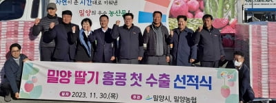 '딸기 시배지' 밀양, 인도네시아 이어 홍콩 수출