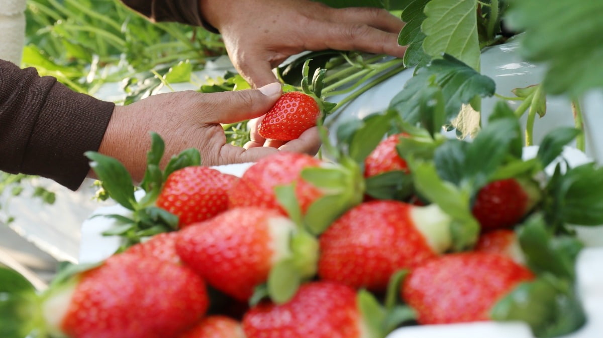 전라북도의 한 딸기 농장에서 농장주가 딸기를 수확하고 있다.(사진=뉴스1/사진과 본문 내용은 무관함)