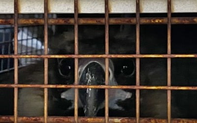 '동물 학대' 동물원·수족관 퇴출…등록제→허가제 전환