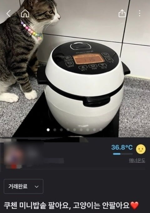 당시 판매글에 찍힌 A씨의 고양이 사진/사진=온라인 커뮤니티 캡쳐