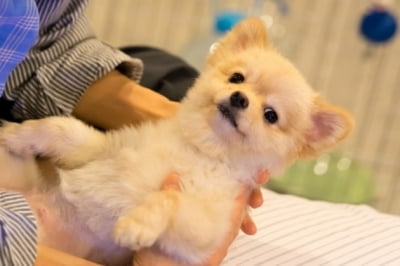펫 헬스케어 피피엠아이, 연세대 바이오헬스기술지주 투자 유치