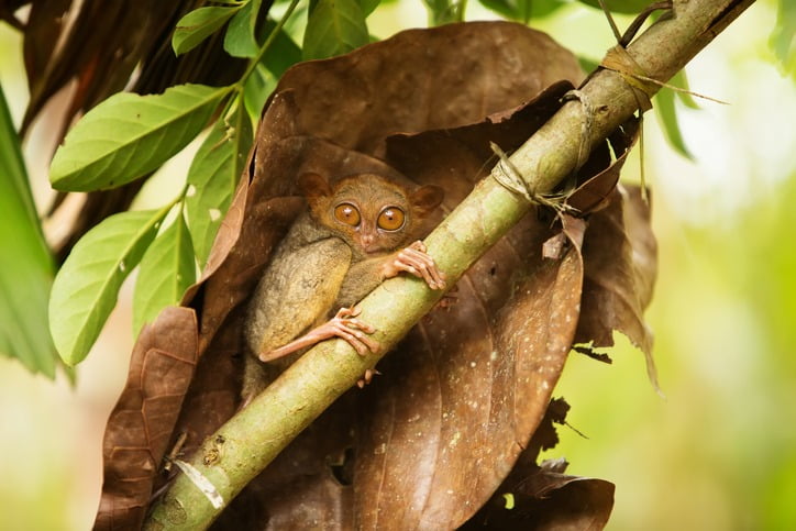 필리핀 보홀의 안경원숭이./사진=게티이미지뱅크 