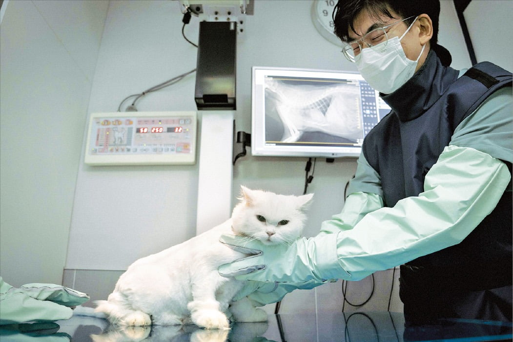SK텔레콤의 반려동물 인공지능(AI) 의료 서비스 ‘엑스칼리버’를 이용해 동물을 진료하고 있다.  SK텔레콤 제공 